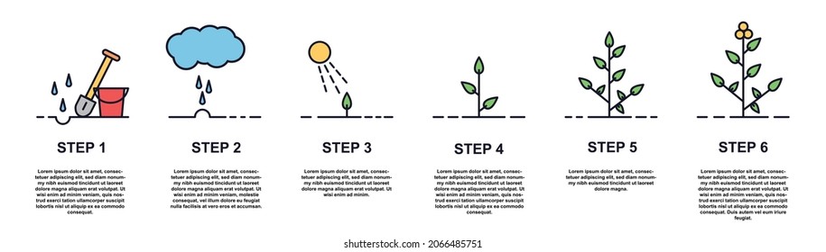 Growing plant stages. Steps for growing tree. Caring for environment. Infographics, pictures with information. Seeds, watering step, sprout and flower, nature. Cartoon flat vector illustration