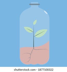 Planta en crecimiento atrapada en la botella de plástico.