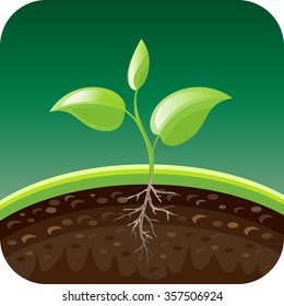 Growing plant vector illustration. 