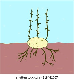 Growing potato in the ground with green seeds, vector illustration. 