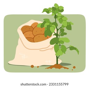 Growing potato plant and root vegetables in sack. Organic potato tuber crop harvest food, vegetarian starch plant sticker. Agriculture, nature, farming, potato growth flat vector illustration