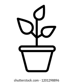 A growing potted plant 