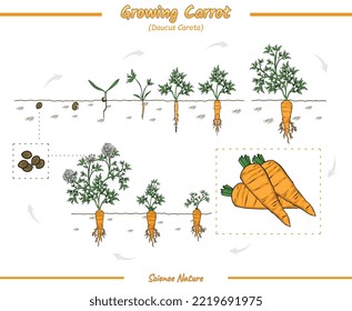 growing process of a carrot illustration.
Ready to use, ready to print, set, easy to edit, vector file.
