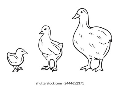 Growing process of the goose from small gosling adult goose in black isolated on white. Hand drawn vector sketch illustrations in doodle engraved vintage line art style. Farm domestic animal