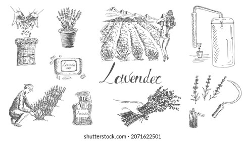 Growing and processing lavender. Field, agronomist, soap, oil, distillation apparatus, bouquet, sickle, hand. Vector drawing, sketch.