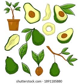 Growing and producing avocado vegetables. Isolated ripe berry on tree branch with leaf. Potted plant, homegrown veggie. Seed with small leaf. Natural and ecological food. Vector in flat style