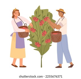 Growing and producing coffee at farm plantation. Isolated man and woman workers picking beans from tree into baskets, local production of cofee. Vector in flat style
