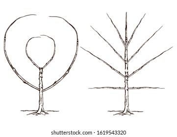 Growing and pruning espalier fruit tree, vintage line drawing or engraving illustration.