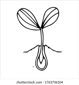 pepino de crecimiento y maduración en una ilustración de cama aislado en un fondo blanco
