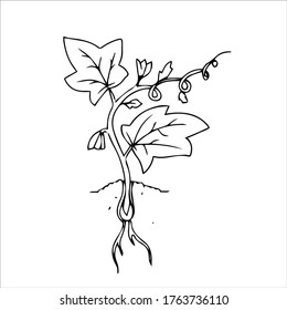 growing and ripening cucumber on a bed illustration isolated on a white background