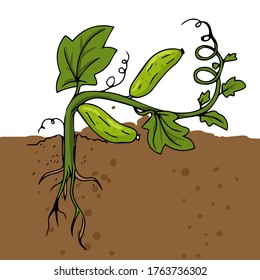 pepino de crecimiento y maduración en una ilustración de cama aislado en un fondo blanco