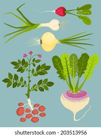 Growing Root Vegetables with Greens Collection. Vegetable gardening and cooking illustration. Layered vector EPS8