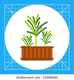 Growing Rosemary Icon