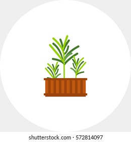 Growing Rosemary Icon