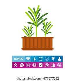 Growing Rosemary Icon