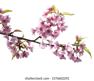 Growing sakura vector White background.