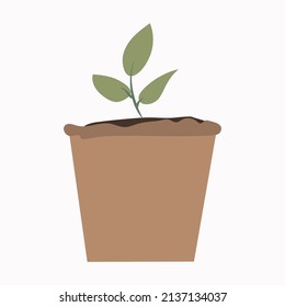 growing seed of a tree with green leaves in a pot. Young shoots rising from well-fertilized soil. Stages of growth. Vector illustration