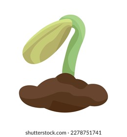 Growing seedling on white background