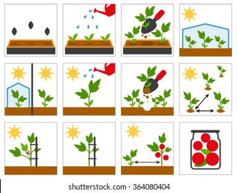 Growing seedlings. Set illustration