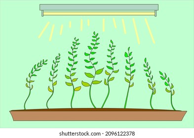 Growing seedlings stretched towards the light, lamp replaces sun
