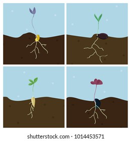 Growing seeds - vector illustration