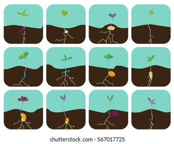 Growing seeds - vector illustrations