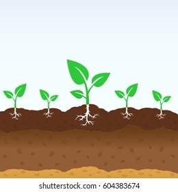 Growing shoots out of the ground. Vector plant growing concept design.