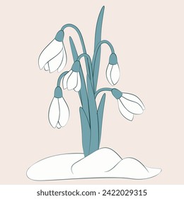 growing in snow flower snowdrop. vector illustration