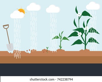 growing stage.vector