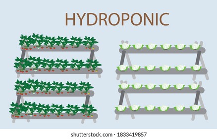 growing strawberries and cabbage with hydroponics