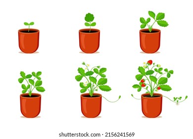 Growing strawberries in flower pot. Stages of germination process of strawberries at home. Vector cartoon illustration berry plant development.