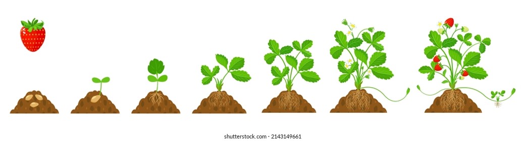 Growing strawberries in the ground with root system in stages. Flat illustration of crop growing cycle. Infographics of the development of berry plants from seed, flowering to ripening.