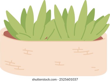 Growing succulent in pot. Home decoration. Interior botany isolated on white background