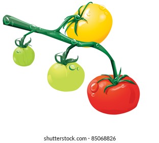 Growing tomatoes