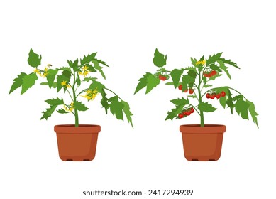 Growing tomatoes at home.  A flowering tomato bush and the appearance of red ripe fruits. Vector illustration.