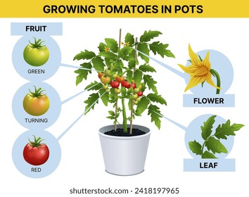 Cultivando tomates en maceta. Infografía agrícola, biológica. Infografía educativa para niños. Ilustración vectorial. 