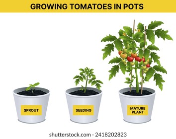 Growing tomatoes in pot. Agricultural, biological infographic. Educational infographic for kids. Vector illustration. 