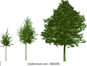 growing tree, the different steps of a tree growing