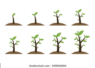 Growing tree seed with green leafs. Young sprouts rising from good fertilised soil. Growth stages. Modern flat style thin line vector illustration isolated on white background