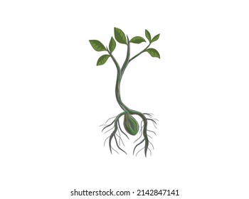 growing tree seeds vector hand drawing