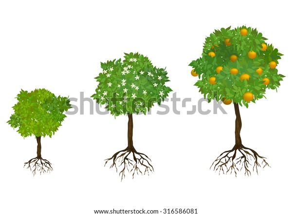 Growing Trees Roots Vector Illustration Stock Vector (royalty Free 