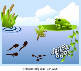Growing up, from tadpole to frog