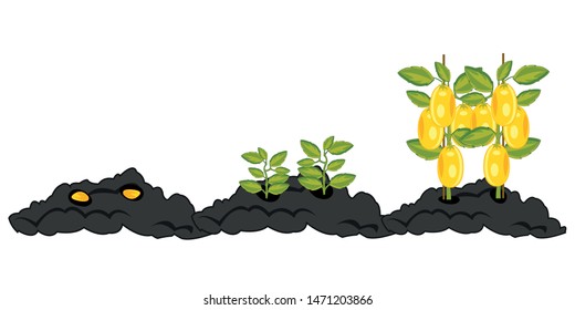 Growing vegetables from boarding seed before harvest