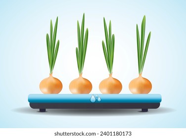 Growing vegetables and herbs in a hydroponic system. Green onions grown in water. Aeroponic and hydroponic growing systems, convenience and cleanliness. Bulb with green feathers, green onion