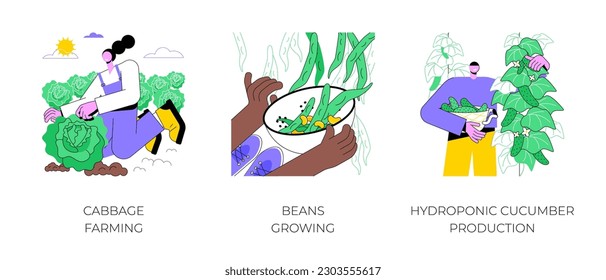 Growing vegetables isolated cartoon vector illustrations set. Farmer growing cabbage on field, beans plantation, hydroponic greenhouse, cucumber production, agriculture business vector cartoon.