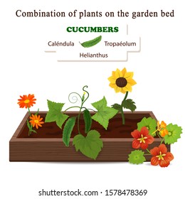 Growing vegetables and plants on one bed. Cucumbers, Calendula, Nasturtium, Sunflower