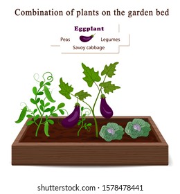 Growing vegetables and plants on one bed. Cabbage, Eggplant, Peas