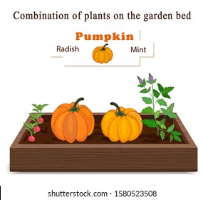 Growing vegetables and plants on one bed. Pumpkin, Mint, Radish. 