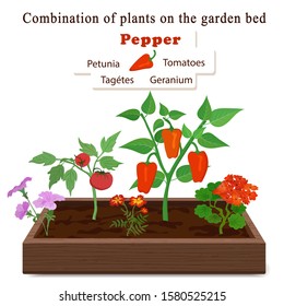 Growing vegetables and plants on one bed. Pepper, geranium, petunia, marigolds, tomatoes