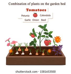 Growing vegetables and plants on one bed. Tomatoes, onions, garlic, calendula flowers and petunias,basil.